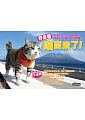 空运版  畅销书  野良猫喵吉来了！  作者： 喵吉小组(全新)